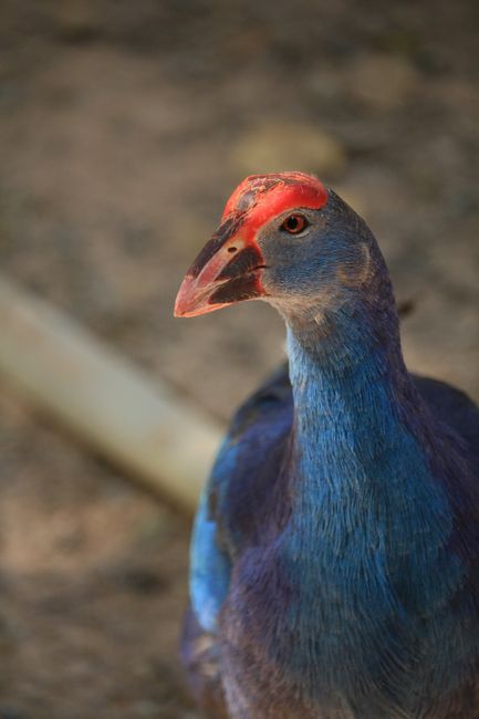 Fotomural Primer plano detallado de un Porrón Occidental mostrando su vibrante plumaje azul y pico rojo.