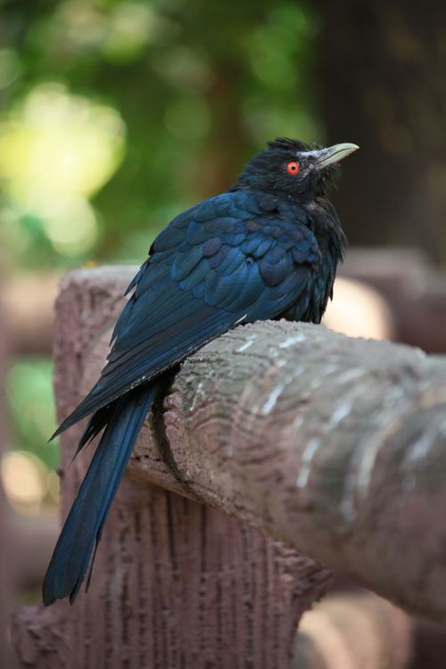 Free A beautiful Asian Koel bird perched on a branch in natural light. Stock Photo