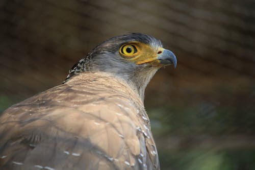 Close-Up Shot of Crested Serpent Eagle