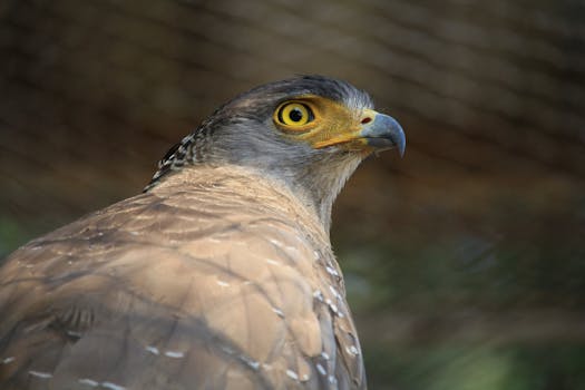 Close-up of a crested serpent eagle (Spilornis cheela) showcasing its striking eye and plumage.