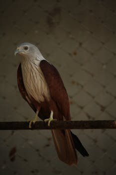 Close-up of a Brahminy Kite (Haliastur indus) perched on a branch, showcasing its striking plumage.