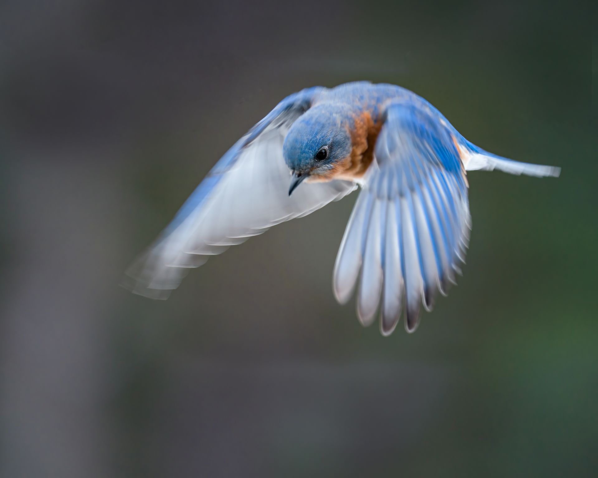 Closeup of small bright bird from thrush family with spread wings flying and looking down