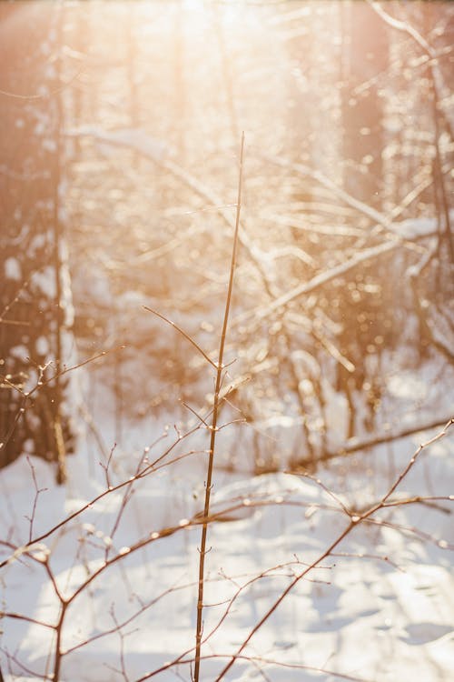 Sun Rays in Winter Forest 
