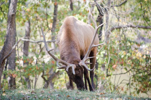 Free Roosevelt Elk on Green Grass Stock Photo