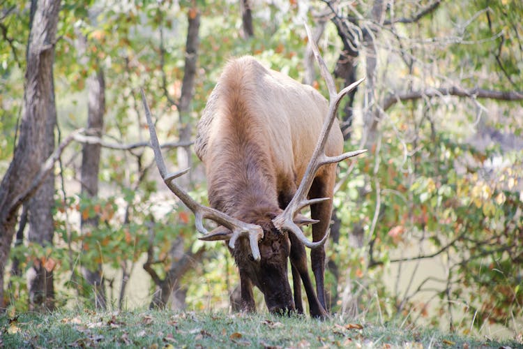 Roosevelt Elk On Green Grass