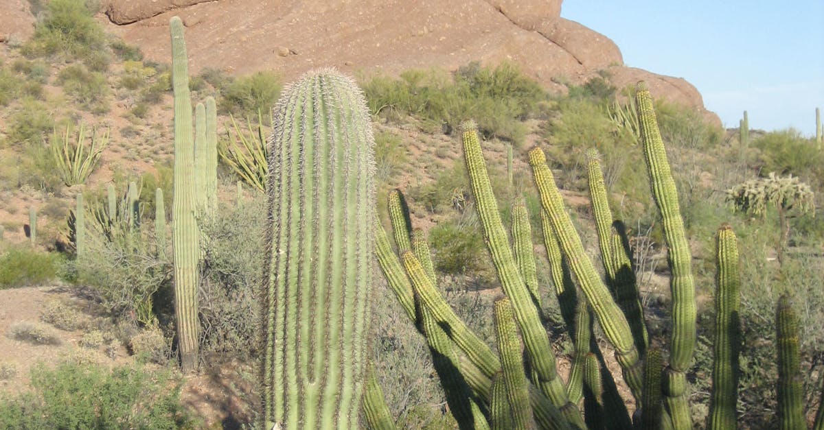 Free stock photo of cactus, dessert, sonoran desert