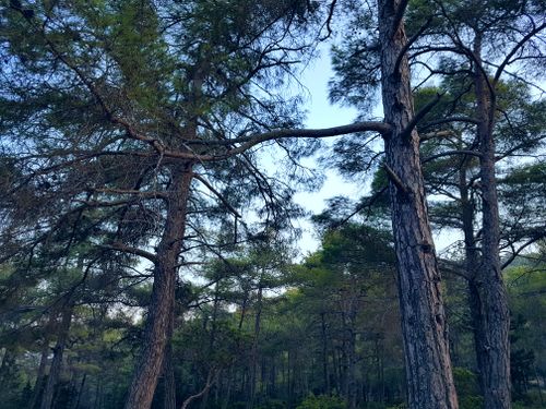 Free Scenic view of a serene pine forest under a clear blue sky. Stock Photo