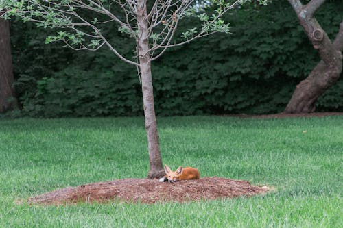 A Fox Sleeping Near the Tree