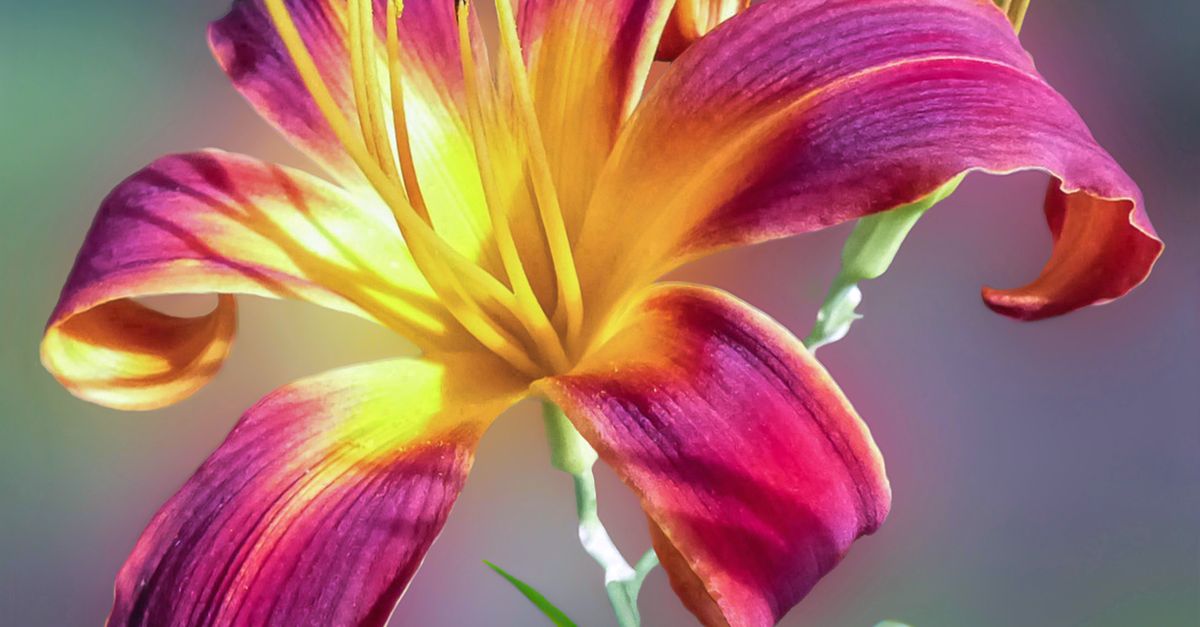 Purple and Yellow Petal Flower · Free Stock Photo