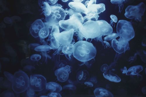 Free Captivating close-up of illuminated jellyfish in Berlin, showcasing their ethereal glow underwater. Stock Photo