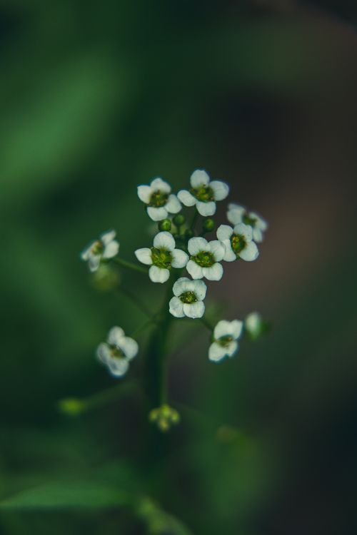 Free Delicate white alyssum flowers captured in a macro shot, showcasing their beauty. Stock Photo
