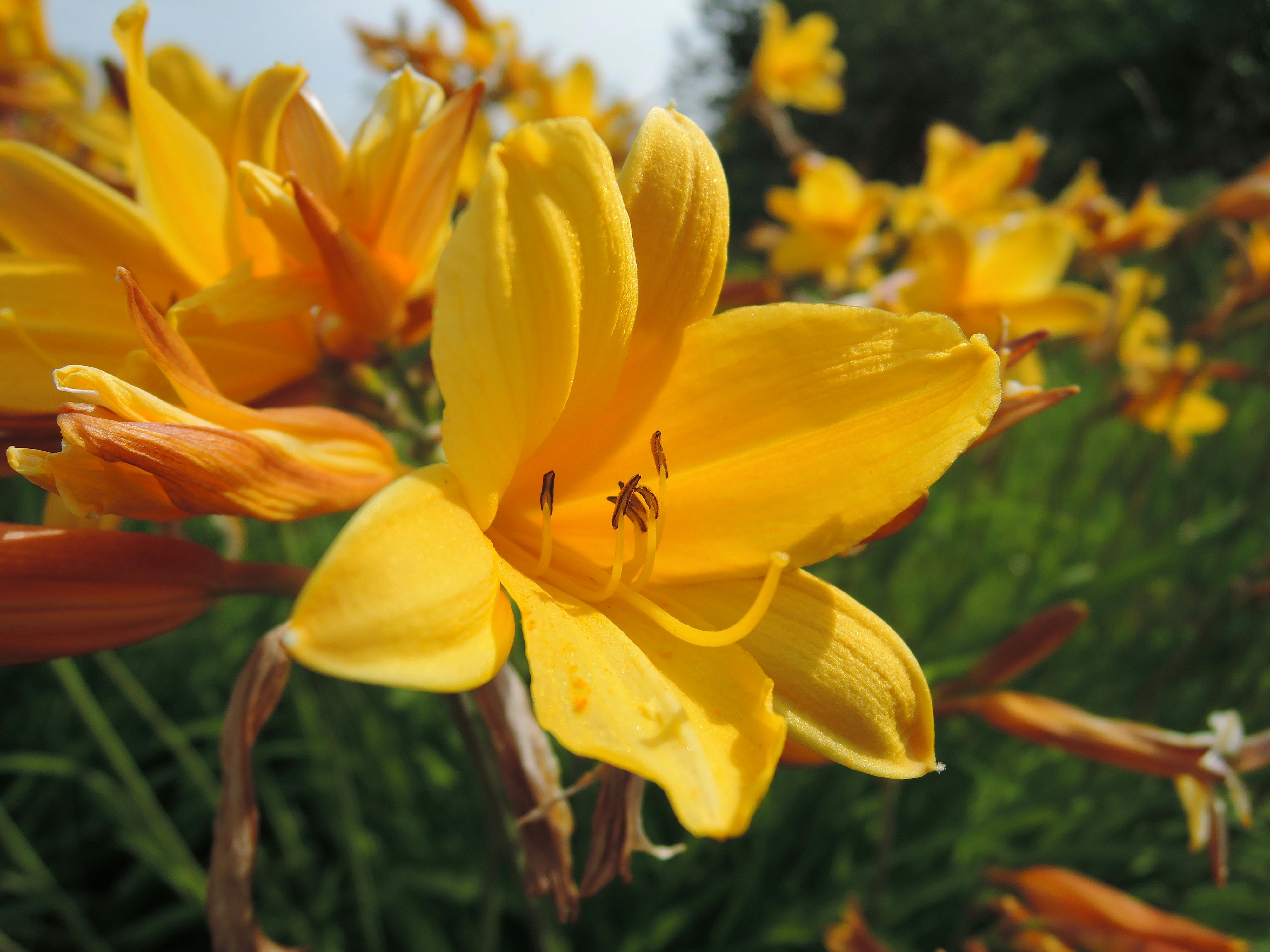 Foto Stok Gratis Tentang Bunga Bunga Bakung Bunga Kuning