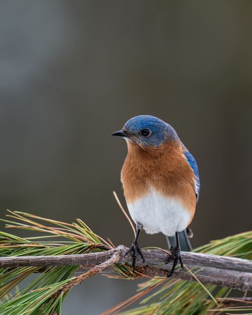 Free Closeup of small colorful male specie of Sialia sialis bird resting on pine tree branch Stock Photo