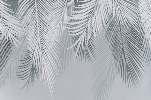 Darmowe zdjęcie z galerii z ilustracja, liście palmowe, szary