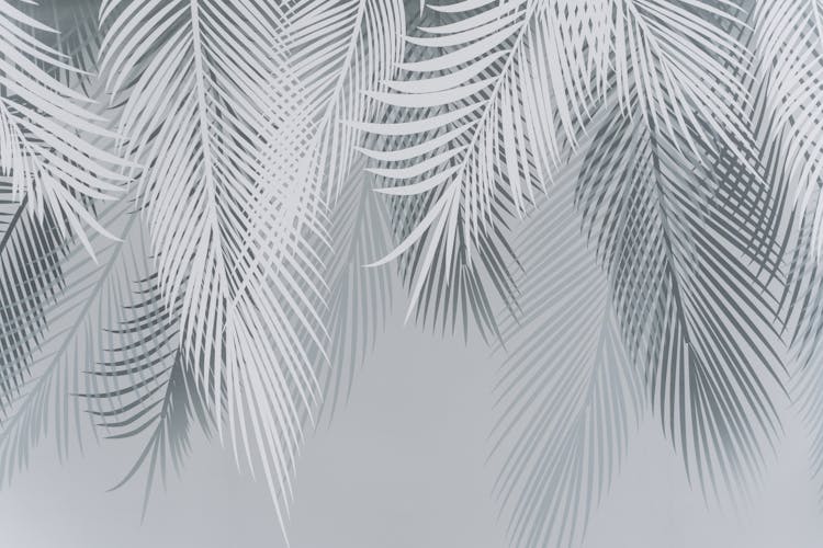 An Illustration Of Palm Leaves