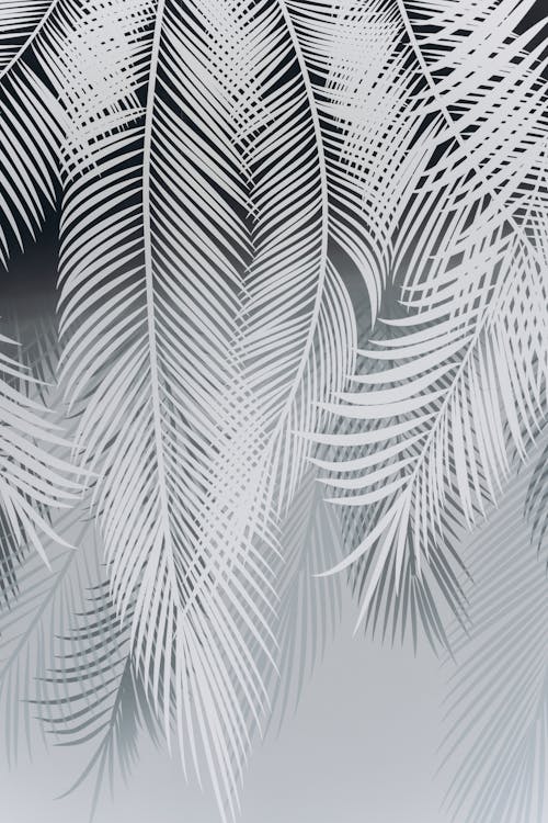 Darmowe zdjęcie z galerii z czarno-biały, liście palmowe, monochromatyczny