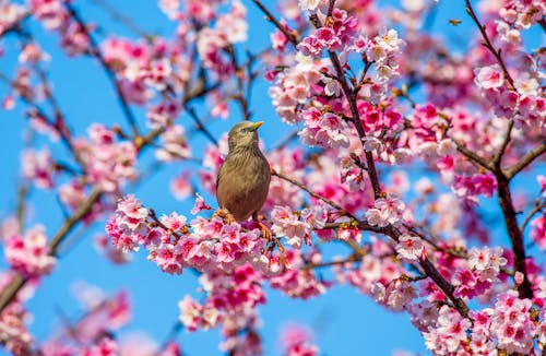 Kostnadsfri bild av bakgrund, blommor, blomning