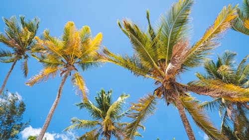 Gratis lagerfoto af blå himmel, kokostræer, lavvinkelskud