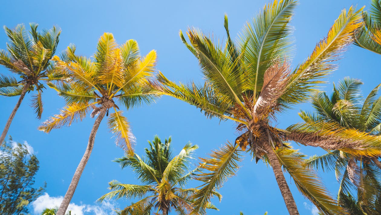 Gratis lagerfoto af blå himmel, kokostræer, lavvinkelskud