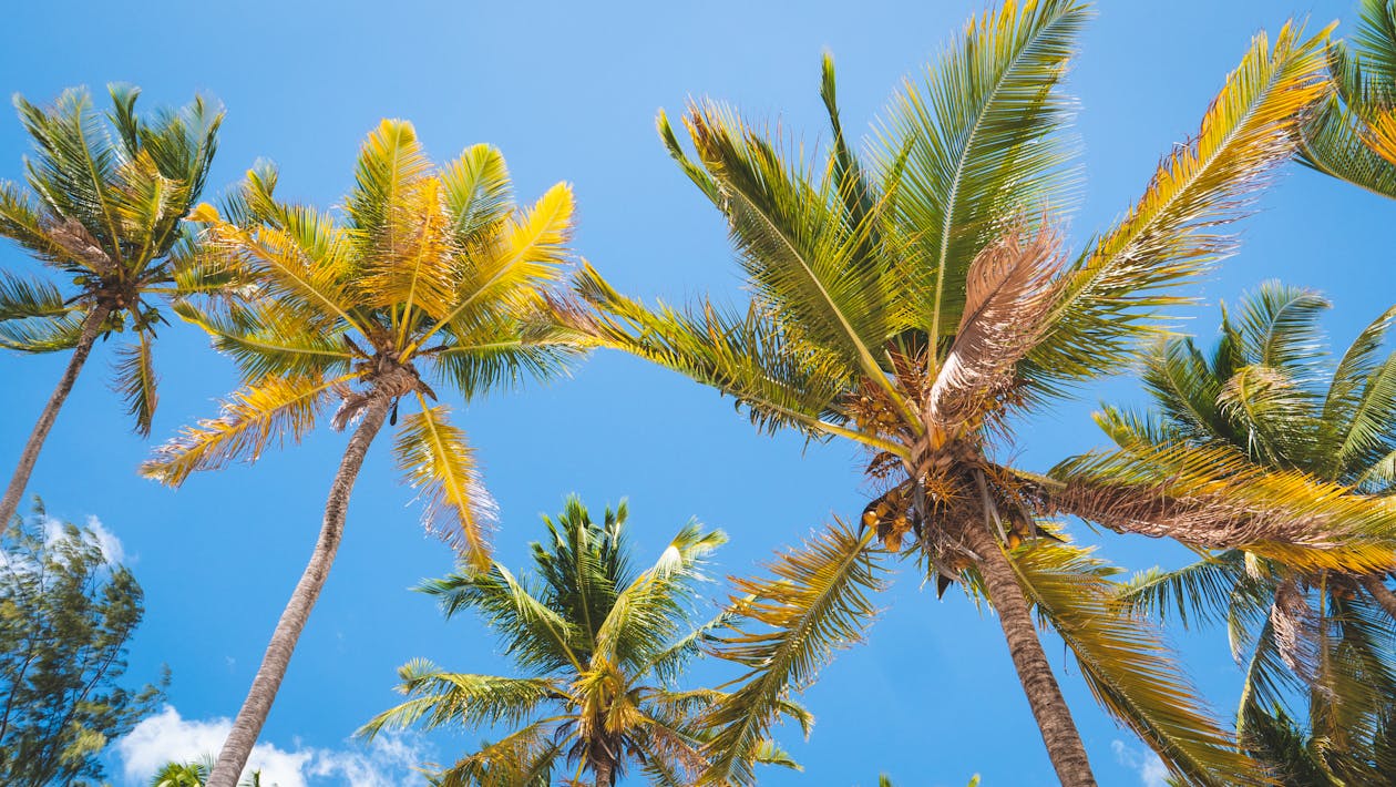 Coconut Trees Under the Blue Sky 