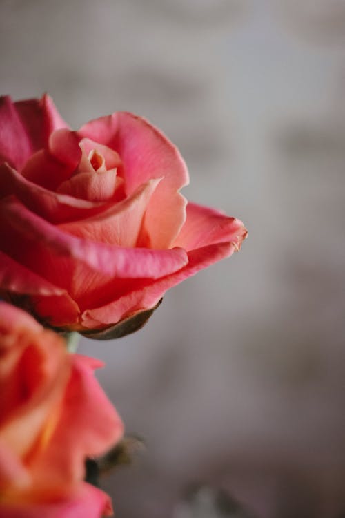 Close-Up Shot of a Blooming Pink Rose