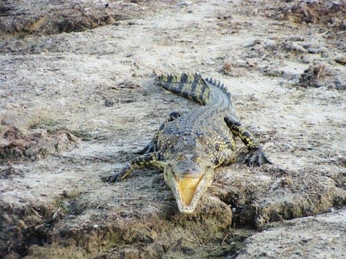 Immagine gratuita di animale, bocca aperta, Coccodrillo