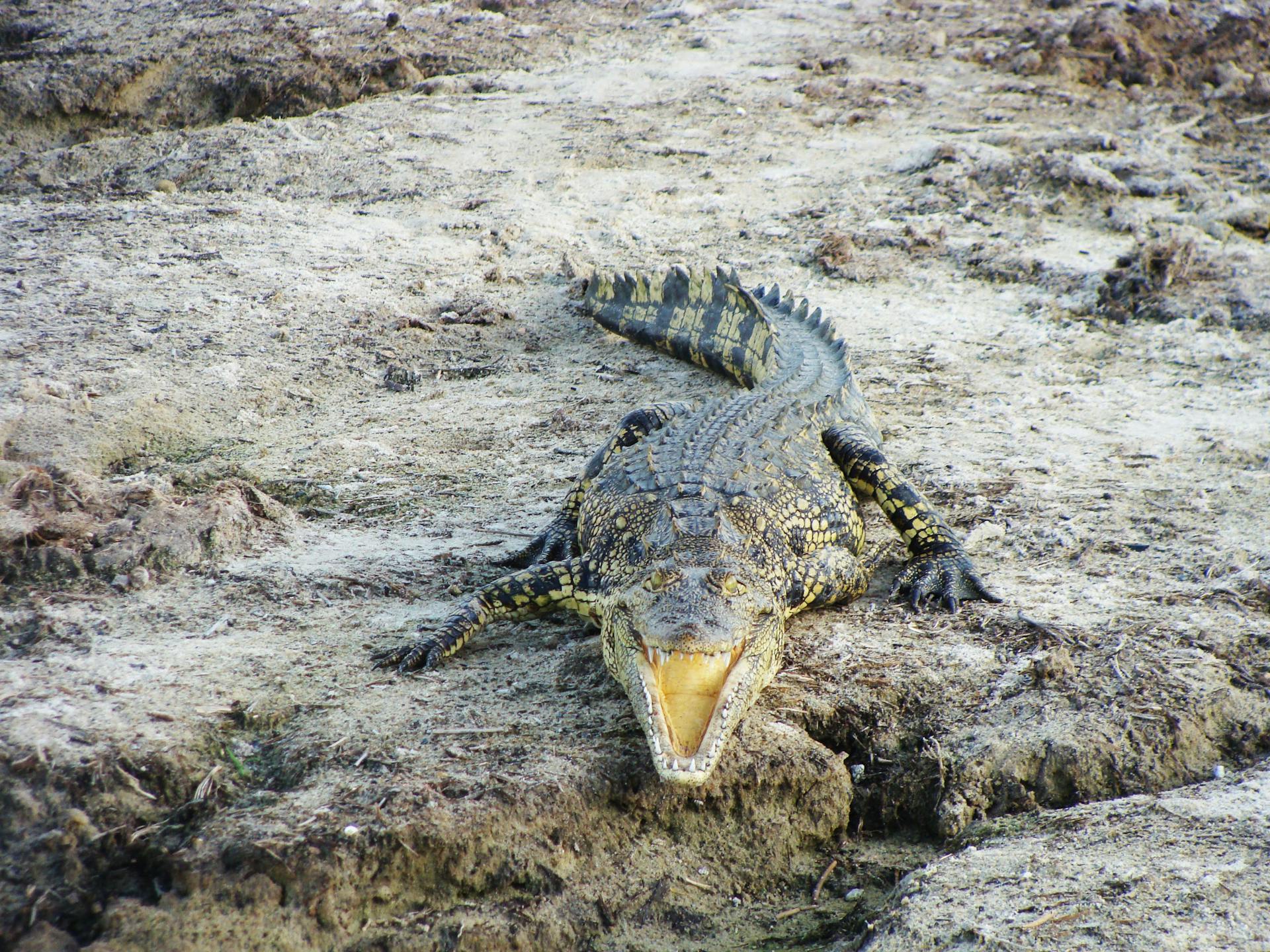 Nile crocodile with open mouth on dry land in Namibia, highlighting its natural habitat.