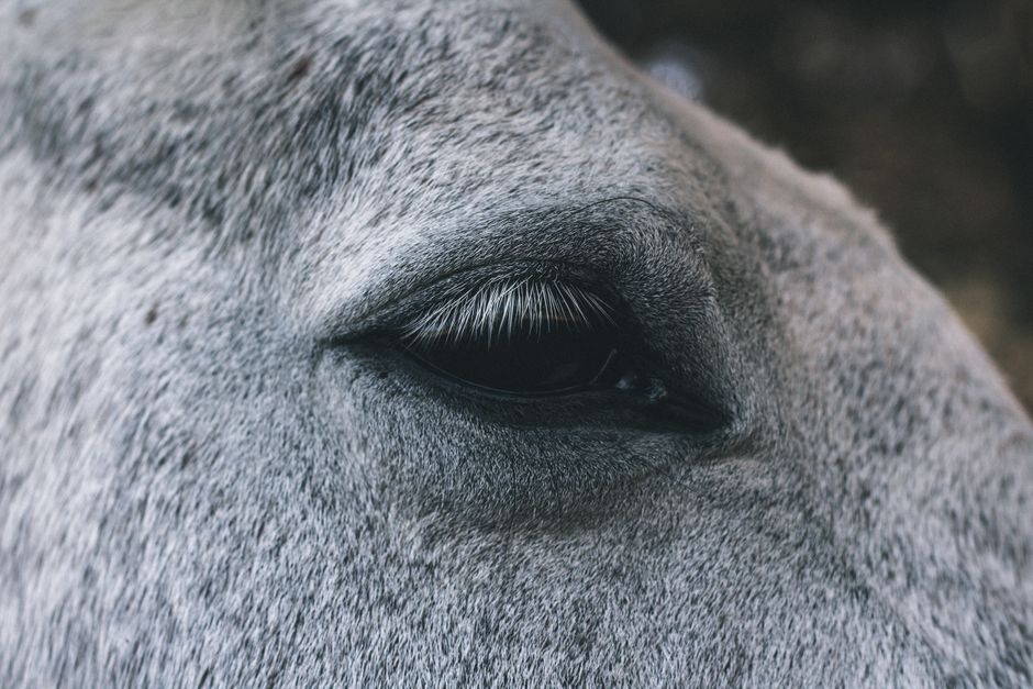 understanding horse hoof anatomy