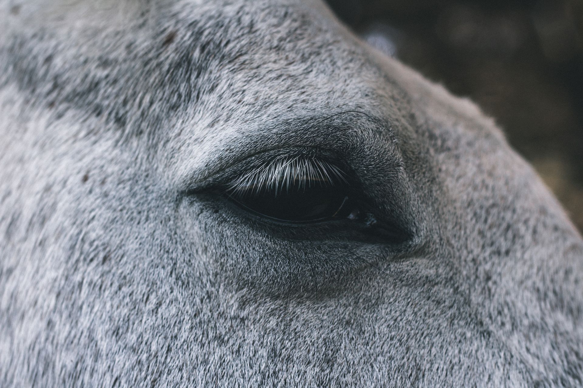 Detailed close-up of a horse's eye showing its textured skin and eyelashes.
