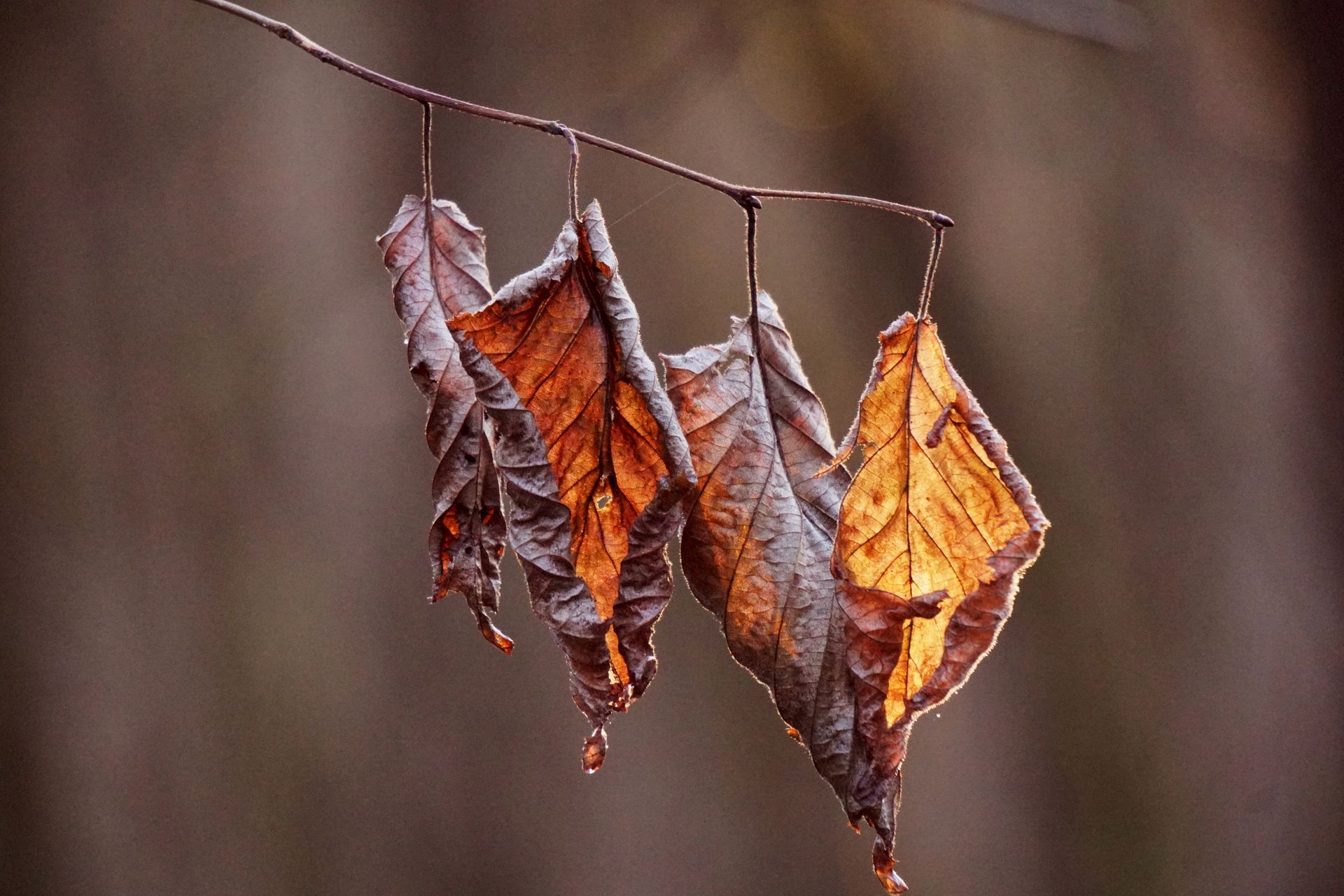 Detailed close-up of wilted autumn leaves hanging from a twig with a warm, earthy background.