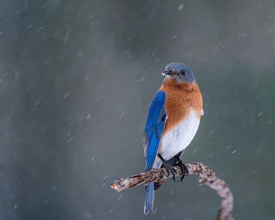 Free Small eastern bluebird on leafless twig in snowfall Stock Photo