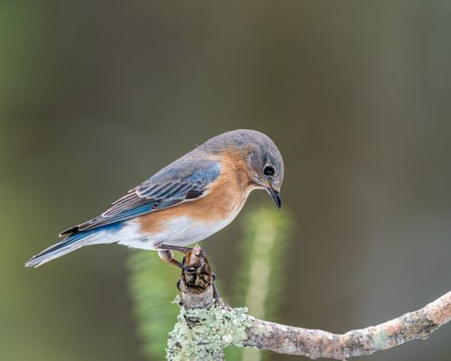 Free Closeup of small gray and brown Sialia sialis bird sitting on tree twig and looking down Stock Photo