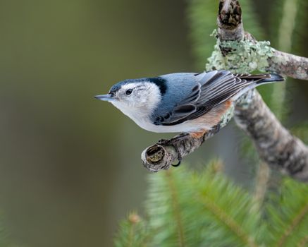 Little white breasted nuthatch on tree branch