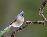 Closeup of small gray songbird Baeolophus bicolor sitting on tree twig in summer park