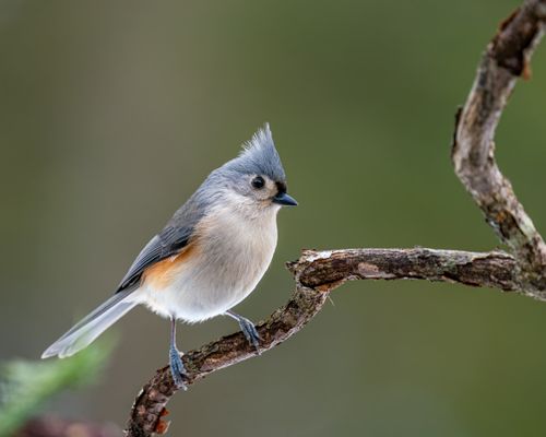 Free Closeup of small gray songbird Baeolophus bicolor sitting on tree twig in summer park Stock Photo