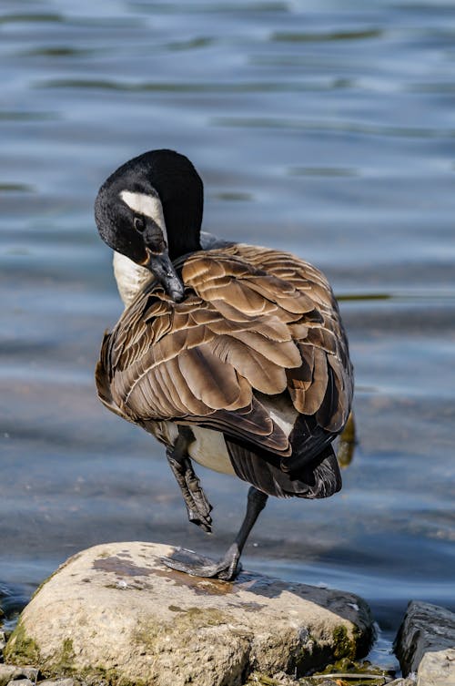 Black and Brown Canada Goose Pecking It's Feathers