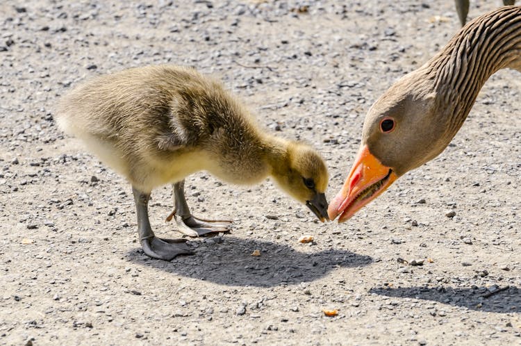 Duckling Touching Beak With Mother Goose