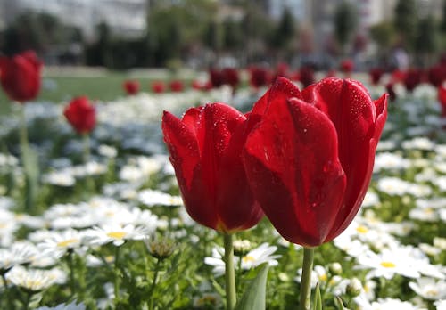 白色雛菊附近的紅色花瓣花