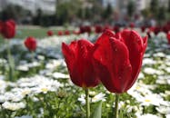 春天花园里，充满活力的红色郁金香特写镜头中，水滴被白色雏菊环绕