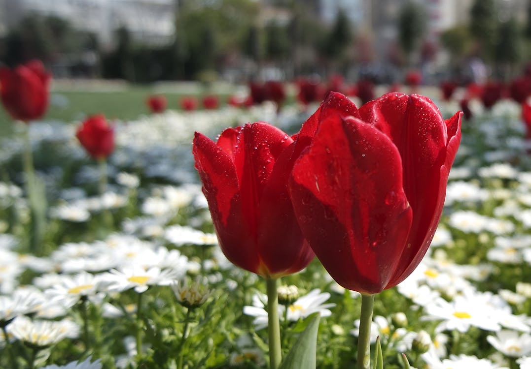 免費 白色雛菊附近的紅色花瓣花 圖庫相片