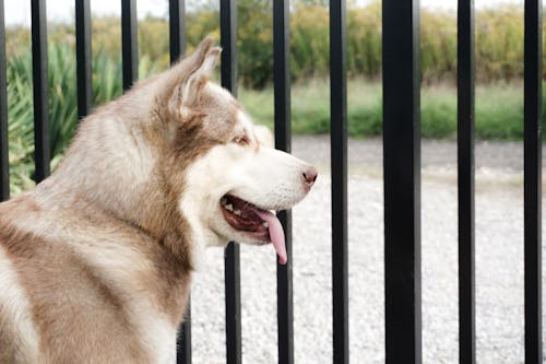 Photo of a Brown and White Alaskan Malamute Looking Outside