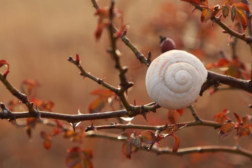 Immagine gratuita di autunno, avvicinamento, bellezza nella natura