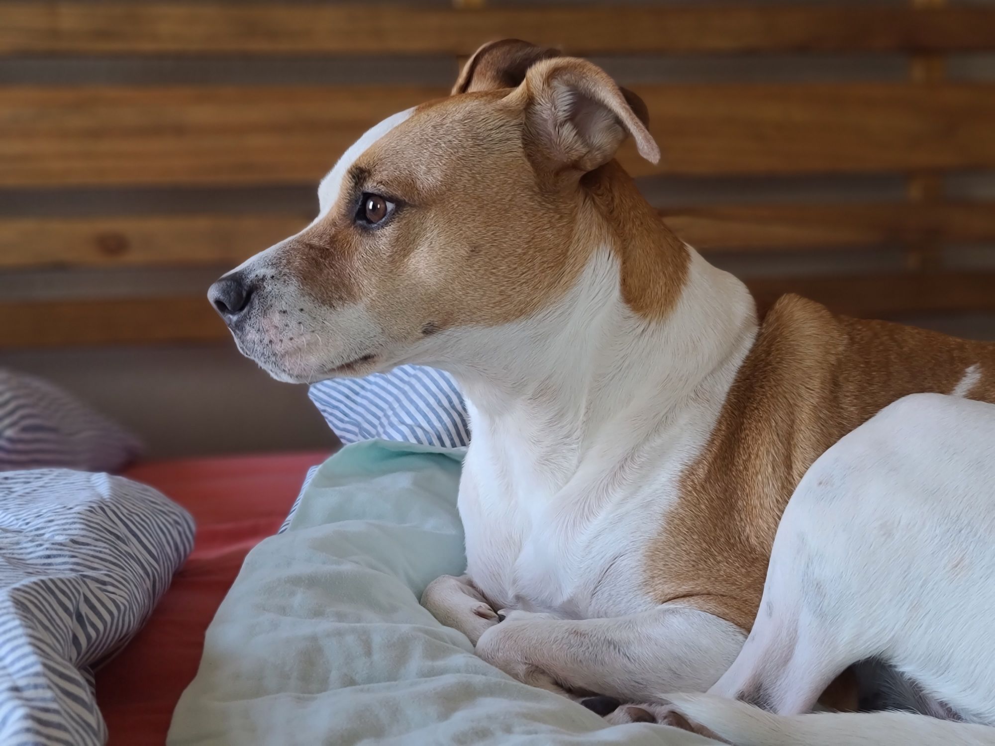 Side profile of a relaxed dog resting on a comfortable bed indoors.