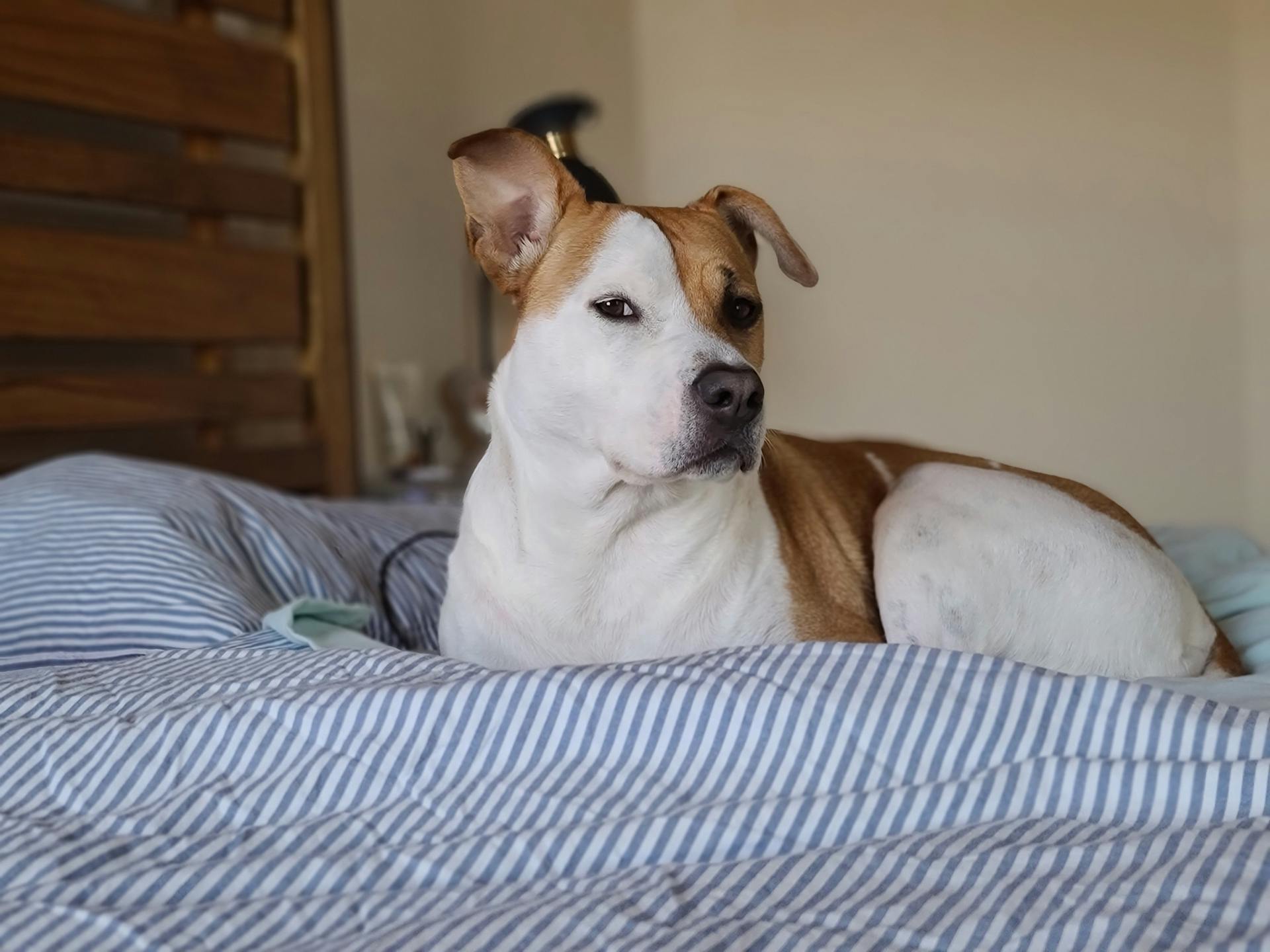 Close-Up Photo of a Cute Brown and White Dog on Bed Looking at Camera