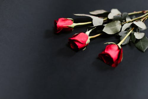Free Three Red Roses Stock Photo