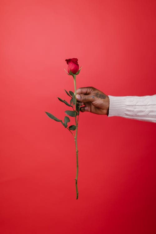 Free Person Holding Red Rose Flower Stock Photo