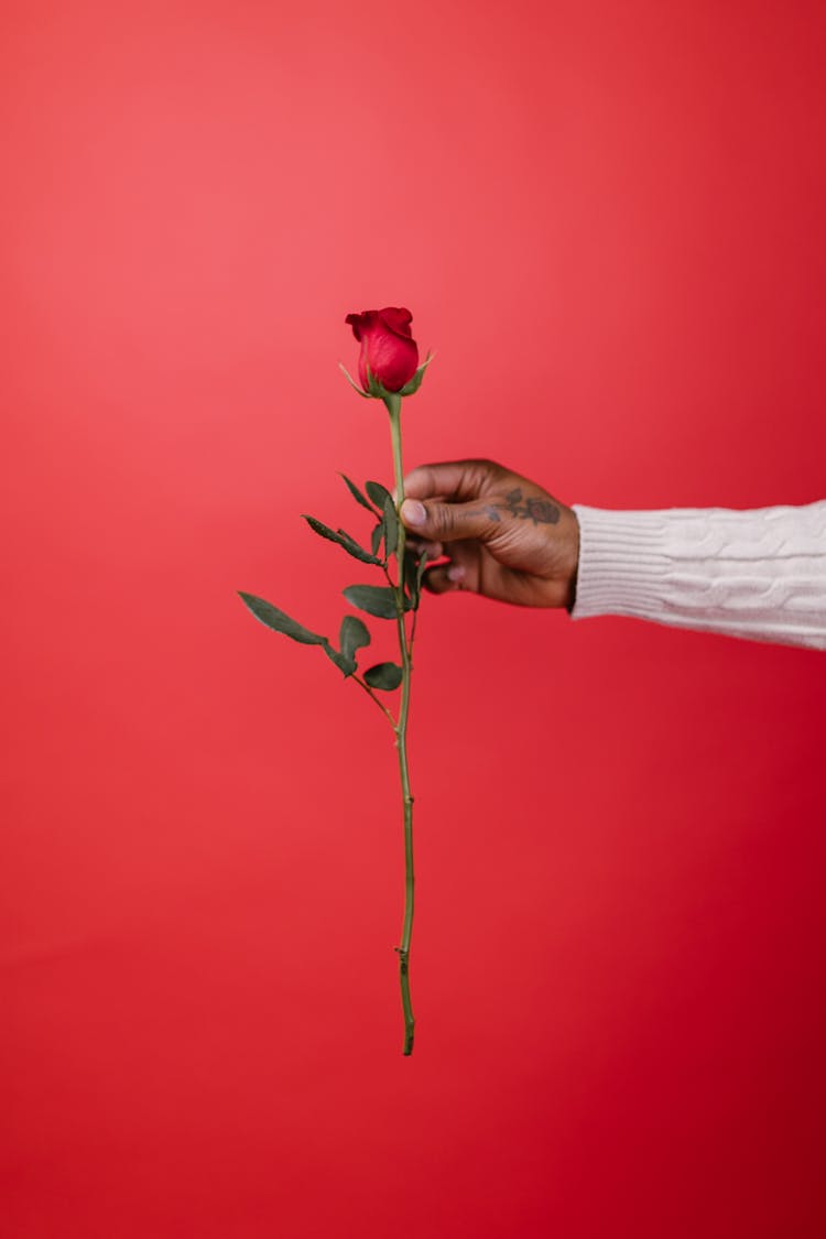 Person Holding Red Rose Flower