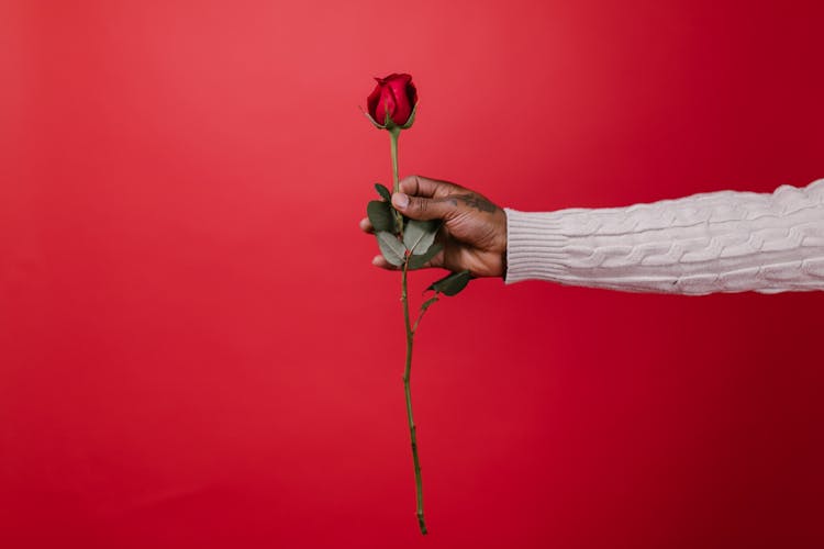 Person Holding Red Rose Flower