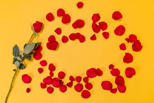 Fotobanka s bezplatnými fotkami na tému červená ruža, červené okvetné lístky, červený kvet