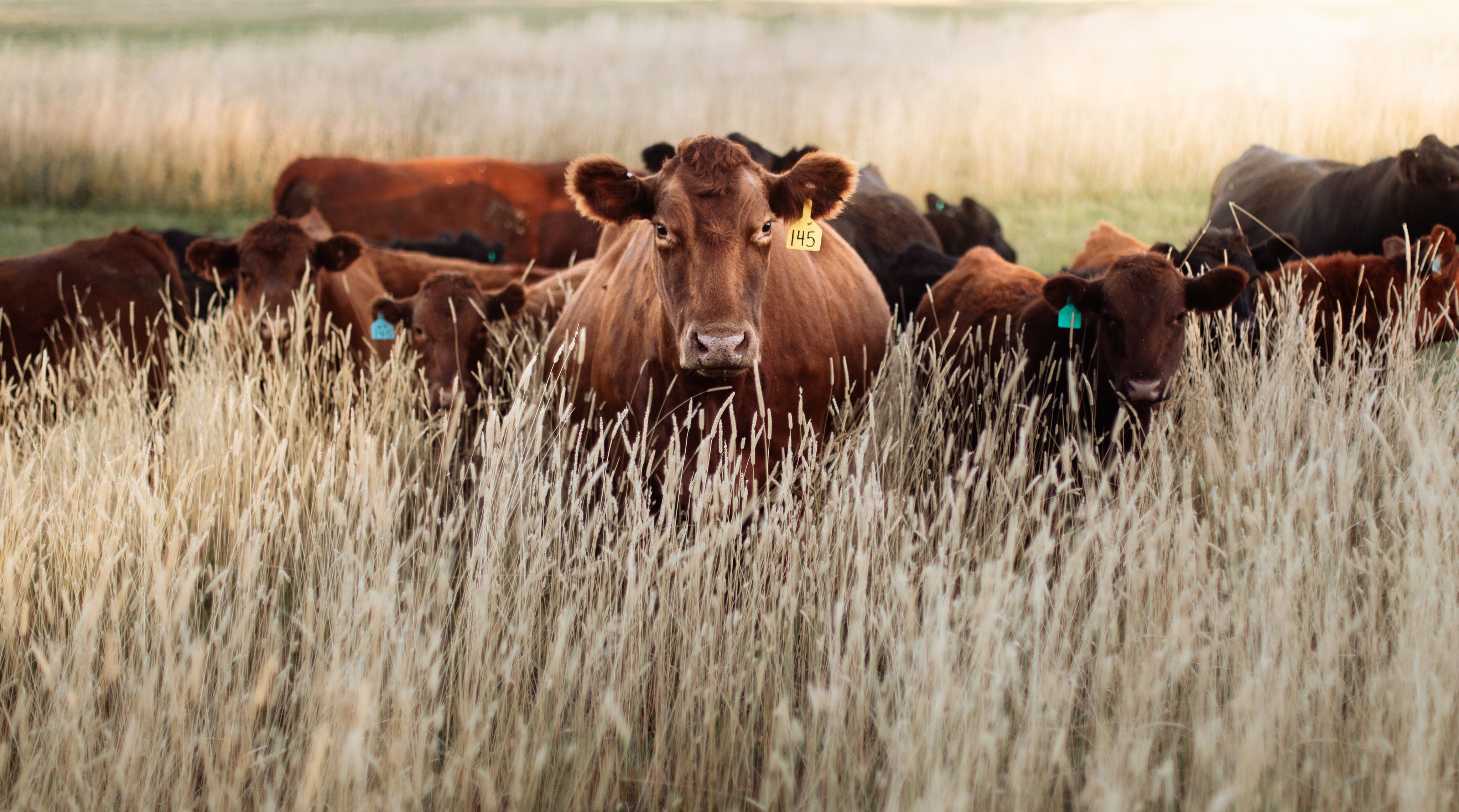 A herd of brown cattle grazing in a lush, grassy field during the day.